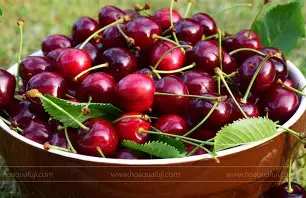 Cherry Mỹ